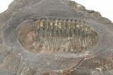 Austerops Trilobite - Jorf, Morocco #189750-3